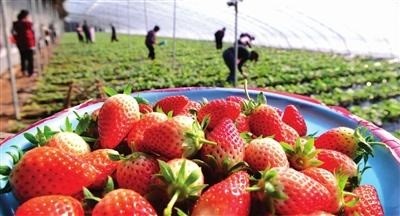 草莓采摘、貯藏的主要方式及注意事項
