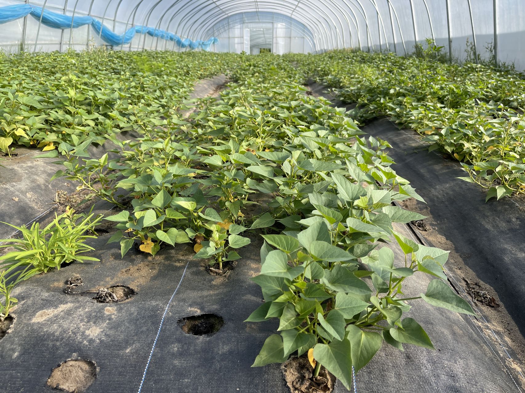 蔬菜有必要使用真空預冷機嗎？